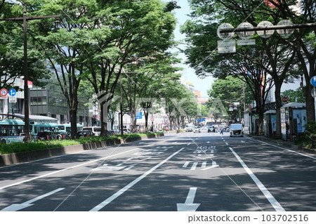 仙台新綠中一排排櫸樹的風景 仙台新綠中一排排櫸樹的風景 103702516