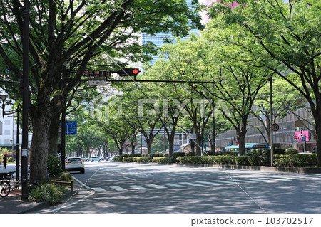 仙台新綠中一排排櫸樹的風景 仙台新綠中一排排櫸樹的風景 103702517