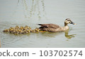 Parent and child of spot-billed duck walking on the pond Parent and child of spot-billed duck walking on the pond 103702574