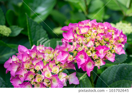 Close-up of beautiful hydrangea flowers in the garden that blooms in early summer Close-up of beautiful hydrangea flowers in the garden that blooms in early summer 103702645