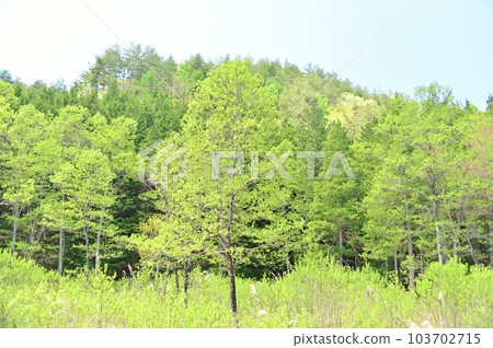 鮮綠的伊谷裡濕地 103702715