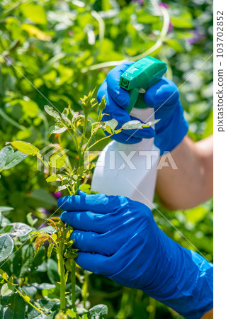 gardener treats roses in the garden with a garden sprayer from insect pests 103702852