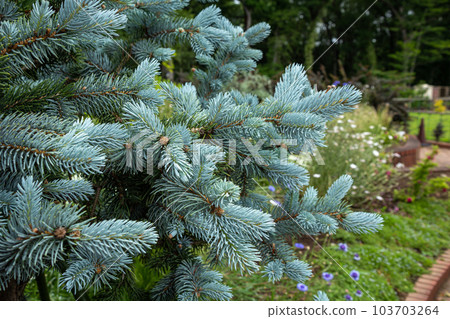 Beautiful spruce of Colorado spruce in spring Beautiful spruce of Colorado spruce in spring 103703264