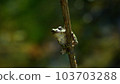 Wait and see, tree frog Wait and see, tree frog 103703288