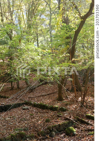 Broadleaf forest, fallen leaves, natural scenery, autumn Broadleaf forest, fallen leaves, natural scenery, autumn 103703360
