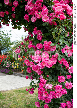 美麗杯盛開玫瑰花園玫瑰安吉拉 103703424