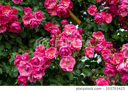 美麗杯盛開玫瑰花園玫瑰安吉拉 103703425