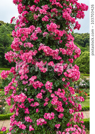 美麗杯盛開玫瑰花園玫瑰安吉拉 103703426