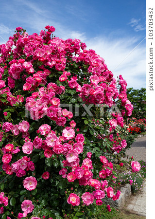 Beautiful cup blooming rose garden rose angela 103703432