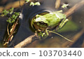 A tree frog soaking in water to cool off A tree frog soaking in water to cool off 103703440