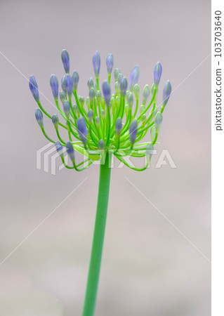 Agabanthus blooms with refreshing and cool flowers. The pose is elegant and beautiful. Enjoy in early summer Agabanthus blooms with refreshing and cool flowers. The pose is elegant and beautiful. Enjoy in early summer 103703640