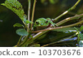 Schlegelian tree frog looking at camera Schlegelian tree frog looking at camera 103703676