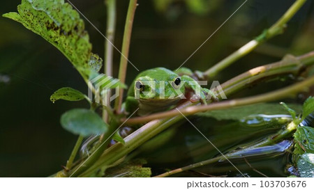 Schlegelian tree frog looking at camera Schlegelian tree frog looking at camera 103703676
