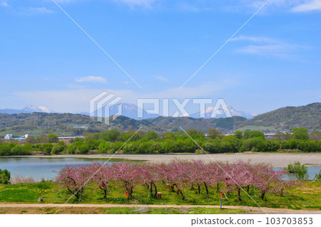 Hokushin Gogaku apple orchard from Chikuma River riverbed in spring Hokushin Gogaku apple orchard from Chikuma River riverbed in spring 103703853