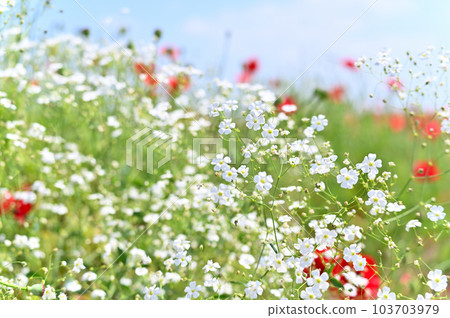 Poppy field on the Arakawa riverbed Gypsophila in full bloom Poppy Happy Square Konosu City, Saitama Prefecture Poppy field on the Arakawa riverbed Gypsophila in full bloom Poppy Happy Square Konosu City, Saitama Prefecture 103703979