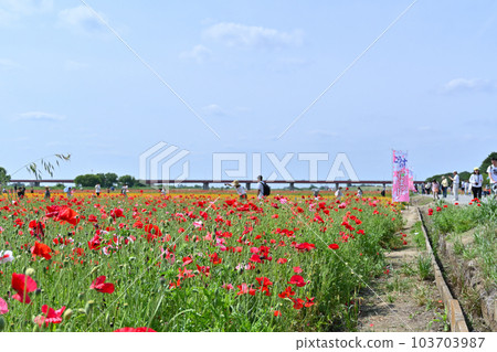 荒川河岸的罌粟田 罌粟歡樂廣場 埼玉縣鴻巢市 103703987
