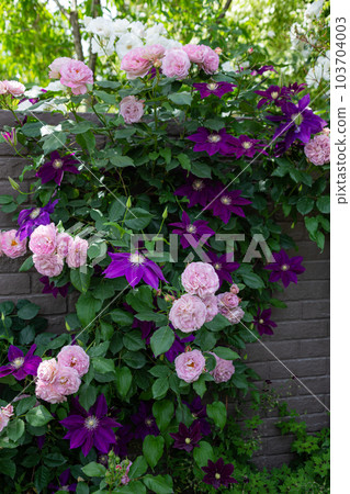Beautiful pink roses and clematis flowers blooming in the rose garden 103704003