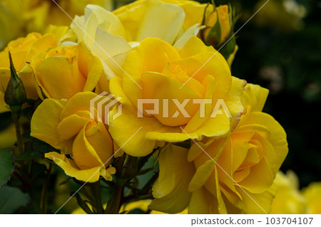 Beautiful yellow roses blooming in the rose garden Beautiful yellow roses blooming in the rose garden 103704107