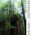 Cedar of Yakushima 017 103704140