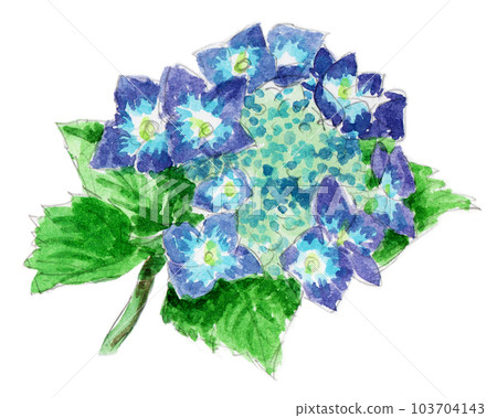 Watercolor sketch of blue-purple hydrangea 103704143