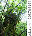 Cedar of Yakushima 018 103704144