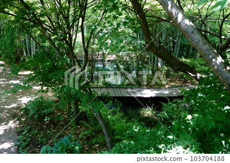 Wooden bridge and old pond in fresh green 103704188