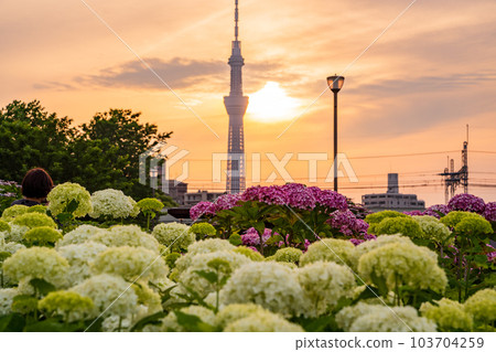 [Tokyo] Over the hydrangea of the former Nakagawa Waterside Park, Tokyo Sky Tree, evening view 103704259
