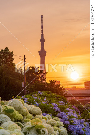 [Tokyo] Over the hydrangea of the former Nakagawa Waterside Park, Tokyo Sky Tree, evening view 103704274