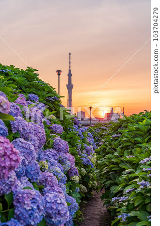 [Tokyo] Over the hydrangea of the former Nakagawa Waterside Park, Tokyo Sky Tree, evening view 103704279
