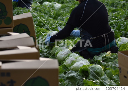 Fresh lettuce before packing Fresh lettuce before packing 103704414