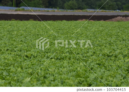 Plateau lettuce field Plateau lettuce field 103704415