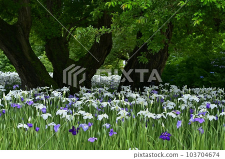 足利花卉公園的虹膜 103704674
