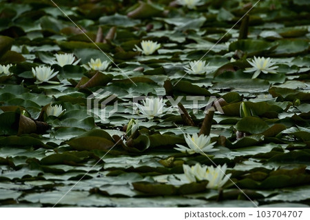 足利花卉公園的睡蓮 103704707