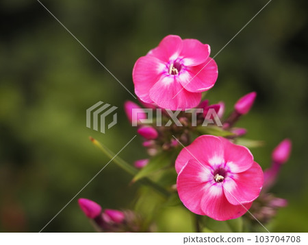 Oil plant surrounded by greenery 103704708