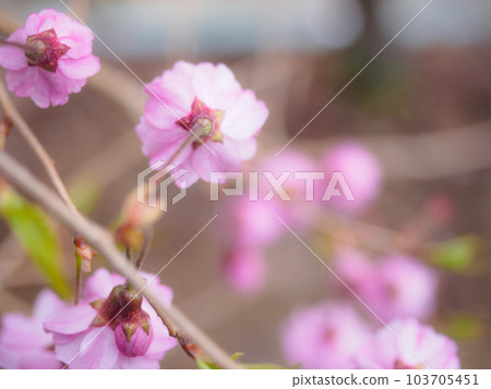 垂枝櫻桃樹從上面關閉 103705451