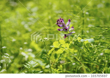 Inflorescence of red-purple flowers Murasaki mandarin...2 Inflorescence of red-purple flowers Murasaki mandarin...2 103705697