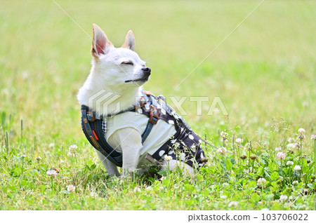 走在草坪白色的光滑的外套奇瓦瓦狗 103706022