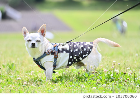 Smooth coat Chihuahua walking on the lawn White Smooth coat Chihuahua walking on the lawn White 103706060