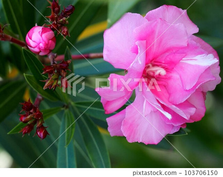 關閉粉紅色的夾竹桃花和芽 103706150