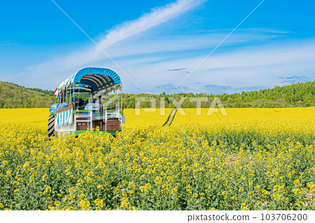 北海道安平町的油菜花田 103706200