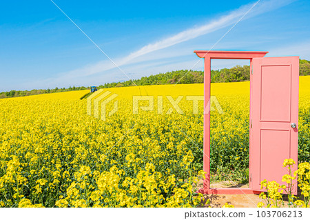 北海道安平町的油菜花田 103706213