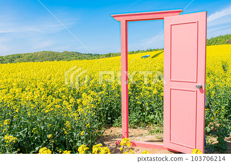 北海道安平町的油菜花田 103706214