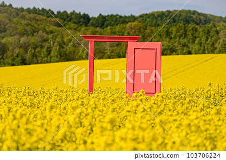 Rapeseed field in Abira-cho, Hokkaido Rapeseed field in Abira-cho, Hokkaido 103706224