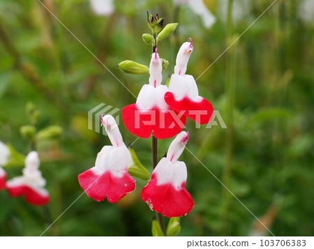 Red and white Hot Lips flowers (cherry sage branches with flowers and buds) Red and white Hot Lips flowers (cherry sage branches with flowers and buds) 103706383