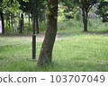 in the fresh green in the fresh green 103707049