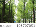 in the fresh green in the fresh green 103707051