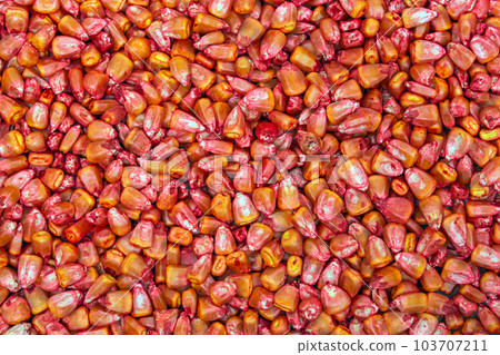 Background corn seeds processed and ready for planting in spring Background corn seeds processed and ready for planting in spring 103707211