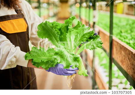 Female gardener with green lettuce in hands in greenhouse. Close up of woman in rubber garden gloves holding green leafy plant while standing on blurred background. 103707305