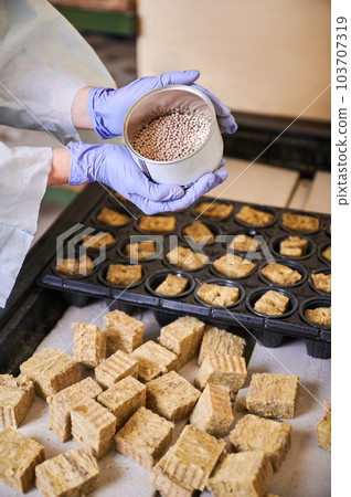 Woman gardener planting seeds in greenhouse. Close up of female hands holding plant seeds over plastic modular tray with soil sponge plugs in cells. 103707319