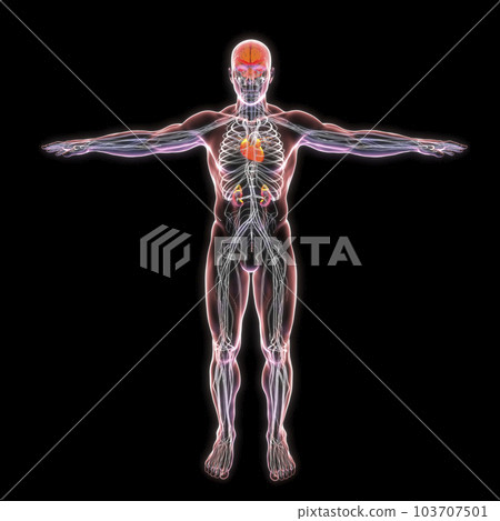 A 3D illustration of a transparent male body showcasing the intricate details of the heart, brain, and nerves. 103707501